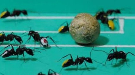Mierenvoetbal 2 mierenvoetbal