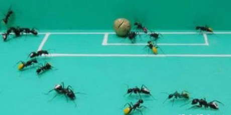 Mieren voetbal 1 Mieren voetbal