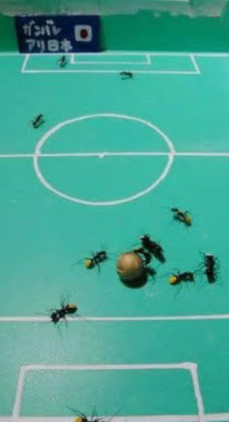 mierenvoetbal 3 mierenvoetbal