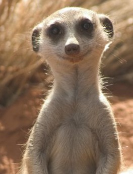 Mehmet Ozil lookalike