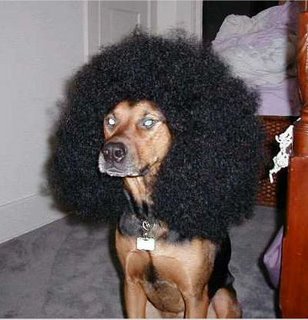 Marouane Fellaini lookalike