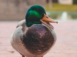 Alexandre Pato, de Eend