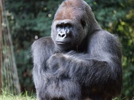 Ronald Koeman, Sneeuwvlokje