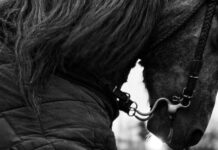 Dark Horse: Wie is de underdog van het WK 2026? Welke spelers gaan schijnen op WK 2026 | Doordebenen